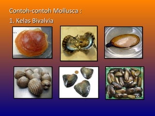 Contoh-contoh Mollusca :Contoh-contoh Mollusca :
1. Kelas Bivalvia1. Kelas Bivalvia
 