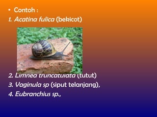 • Contoh :
1. Acatina fulica (bekicot)
2. Limnea truncatulata (tutut)
3. Vaginula sp (siput telanjang),
4. Eubranchius sp.,
 