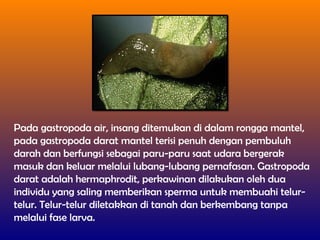 Pada gastropoda air, insang ditemukan di dalam rongga mantel,
pada gastropoda darat mantel terisi penuh dengan pembuluh
darah dan berfungsi sebagai paru-paru saat udara bergerak
masuk dan keluar melalui lubang-lubang pernafasan. Gastropoda
darat adalah hermaphrodit, perkawinan dilakukan oleh dua
individu yang saling memberikan sperma untuk membuahi telur-
telur. Telur-telur diletakkan di tanah dan berkembang tanpa
melalui fase larva.
 
