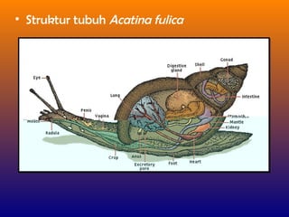 • Struktur tubuh Acatina fulica
 
