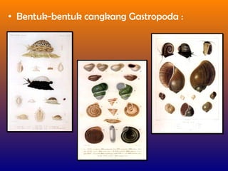 • Bentuk-bentuk cangkang Gastropoda :
 