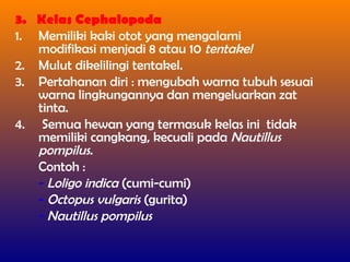 3. Kelas Cephalopoda
1. Memiliki kaki otot yang mengalami
modifikasi menjadi 8 atau 10 tentakel
2. Mulut dikelilingi tentakel.
3. Pertahanan diri : mengubah warna tubuh sesuai
warna lingkungannya dan mengeluarkan zat
tinta.
4. Semua hewan yang termasuk kelas ini tidak
memiliki cangkang, kecuali pada Nautillus
pompilus.
Contoh :
- Loligo indica (cumi-cumi)
- Octopus vulgaris (gurita)
- Nautillus pompilus
 