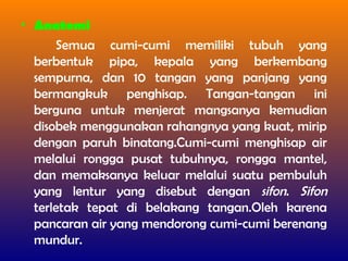 • Anatomi
Semua cumi-cumi memiliki tubuh yang
berbentuk pipa, kepala yang berkembang
sempurna, dan 10 tangan yang panjang yang
bermangkuk penghisap. Tangan-tangan ini
berguna untuk menjerat mangsanya kemudian
disobek menggunakan rahangnya yang kuat, mirip
dengan paruh binatang.Cumi-cumi menghisap air
melalui rongga pusat tubuhnya, rongga mantel,
dan memaksanya keluar melalui suatu pembuluh
yang lentur yang disebut dengan sifon. Sifon
terletak tepat di belakang tangan.Oleh karena
pancaran air yang mendorong cumi-cumi berenang
mundur.
 