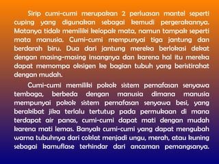 Sirip cumi-cumi merupakan 2 perluasan mantel seperti
cuping yang digunakan sebagai kemudi pergerakannya.
Matanya tidak memiliki kelopak mata, namun tampak seperti
mata manusia. Cumi-cumi mempunyai tiga jantung dan
berdarah biru. Dua dari jantung mereka berlokasi dekat
dengan masing-masing insangnya dan karena hal itu mereka
dapat memompa oksigen ke bagian tubuh yang beristirahat
dengan mudah.
Cumi-cumi memiliki pokok sistem pernafasan senyawa
tembaga, berbeda dengan manusia dimana manusia
mempunyai pokok sistem pernafasan senyawa besi, yang
berakibat jika terlalu tertutup pada permukaan di mana
terdapat air panas, cumi-cumi dapat mati dengan mudah
karena mati lemas. Banyak cumi-cumi yang dapat mengubah
warna tubuhnya dari coklat menjadi ungu, merah, atau kuning
sebagai kamuflase terhindar dari ancaman pemangsanya.
 