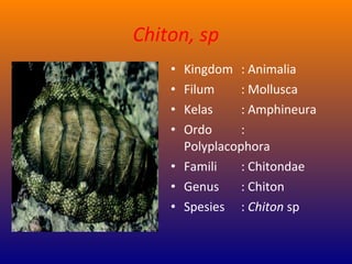 Chiton, sp
• Kingdom : Animalia
• Filum : Mollusca
• Kelas : Amphineura
• Ordo :
Polyplacophora
• Famili : Chitondae
• Genus : Chiton
• Spesies : Chiton sp
 