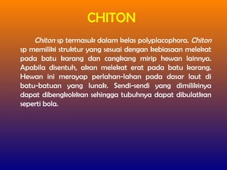 CHITON
Chiton sp termasuk dalam kelas polyplacophora. Chiton
sp memiliki struktur yang sesuai dengan kebiasaan melekat
pada batu karang dan cangkang mirip hewan lainnya.
Apabila disentuh, akan melekat erat pada batu karang.
Hewan ini merayap perlahan-lahan pada dasar laut di
batu-batuan yang lunak. Sendi-sendi yang dimilikinya
dapat dibengkokkan sehingga tubuhnya dapat dibulatkan
seperti bola.
 