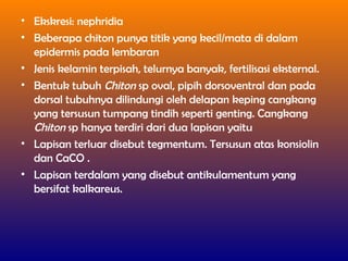 • Ekskresi: nephridia
• Beberapa chiton punya titik yang kecil/mata di dalam
epidermis pada lembaran
• Jenis kelamin terpisah, telurnya banyak, fertilisasi eksternal.
• Bentuk tubuh Chiton sp oval, pipih dorsoventral dan pada
dorsal tubuhnya dilindungi oleh delapan keping cangkang
yang tersusun tumpang tindih seperti genting. Cangkang
Chiton sp hanya terdiri dari dua lapisan yaitu
• Lapisan terluar disebut tegmentum. Tersusun atas konsiolin
dan CaCO .
• Lapisan terdalam yang disebut antikulamentum yang
bersifat kalkareus.
 