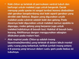 • Kaki chiton sp terletak di permukaan ventral tubuh dan
berfungsi untuk melekat juga untuk bergerak. Gerak
merayap pada spesies ini sangat lambat karena disebabkan
oleh gerakan bergelombang otot kaki seperti gerakan yang
dimiliki oleh Bekicot. Bagian yang digunakan unutk
melekat pada substrat adalah kaki dan gelang. Pada
dasarnya kaki digunakan untuk melekat namun apabila ia
diganggu, maka gelang yang berperan juga untuk
melekat.habitatnya di bawah laut. Habitat di bawah batu
karang. Aktifitasnya dengan menggunakan sebagian
dilakukan pada malam hari.
• Alat respirasi pada Chiton sp adalah insang
bipectinate(ktenidia) yang terletak di dalam lekuk mantel
yaitu ruang yang terbentuk, terlihat jumlah insang antara
6-8 pasang yang tersusun dalam suatu garis pada kedua sisi
tubuhnya.
 