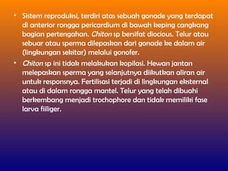 • Sistem reproduksi, terdiri atas sebuah gonade yang terdapat
di anterior rongga pericardium di bawah keping cangkang
bagian pertengahan. Chiton sp bersifat diocious. Telur atau
sebuar atau sperma dilepaskan dari gonade ke dalam air
(lingkungan sekitar) melalui gonofer.
• Chiton sp ini tidak melakukan kopilasi. Hewan jantan
melepaskan sperma yang selanjutnya diikutkan aliran air
untuk responsnya. Fertilisasi terjadi di lingkungan eksternal
atau di dalam rongga mantel. Telur yang telah dibuahi
berkembang menjadi trochophore dan tidak memiliki fase
larva fiiliger.
 