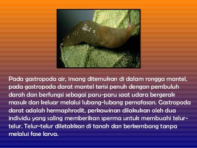 Ppt molusca