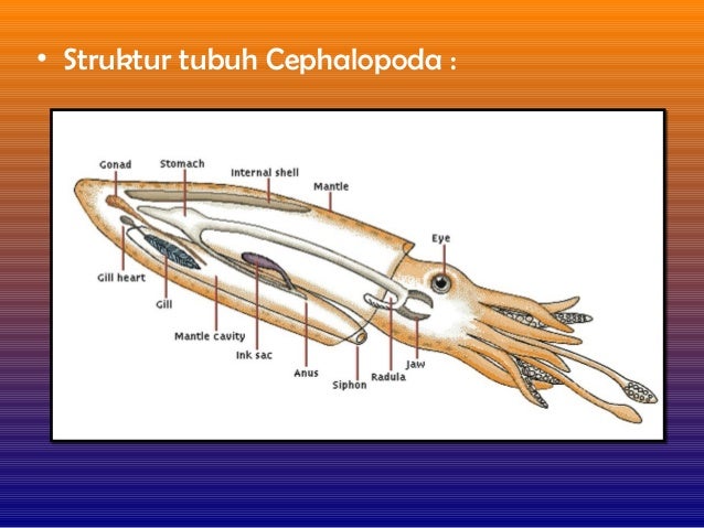 88 Gambar Struktur Tubuh Cumi Cumi HD 88 Gambar Struktur Tubuh Cumi Cumi HD