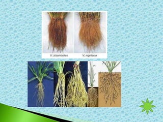 PPT_Morfologi_Akar Tumbuhan dan contohnyaptx | PPTX