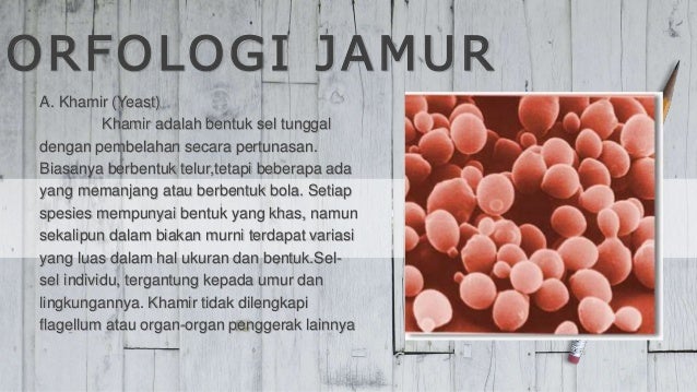 Morfologi Jamur  PPT