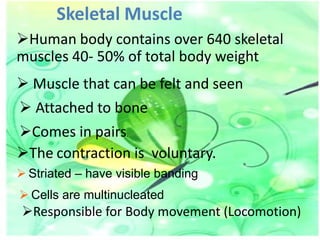 Skeletal Muscle
Human body contains over 640 skeletal
muscles 40- 50% of total body weight

 Muscle that can be felt and seen
 Attached to bone
Comes in pairs.
The contraction is voluntary.
 Striated – have visible banding

 Cells are multinucleated

Responsible for Body movement (Locomotion)

 