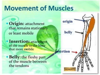 Movement of Muscles
 Origin: attachment
that remains stationary
or least mobile

origin
belly

 Insertion: attachment
of the muscle to the bone
that more mobile

 Belly: the fleshy part
of the muscle between
the tendons

insertion

 