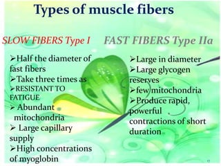 Types of muscle fibers
SLOW FIBERS Type I
Half the diameter of
fast fibers
Take three times as
RESISTANT TO
FATIGUE
 Abundant

mitochondria
 Large capillary
supply
High concentrations
of myoglobin
11/3/2013

FAST FIBERS Type IIa
Large in diameter
Large glycogen
reserves
few mitochondria
Produce rapid,
powerful
contractions of short
duration

17

 