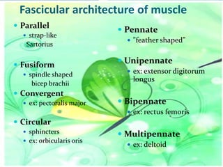 Fascicular architecture of muscle
 Parallel
 strap-like

Sartorius

 Fusiform
 spindle shaped

bicep brachii

 Convergent
 ex: pectoralis major

 Pennate
 "feather shaped”

 Unipennate
 ex: extensor digitorum

longus

 Bipennate
 ex: rectus femoris

 Circular
 sphincters
 ex: orbicularis oris

 Multipennate
 ex: deltoid

 