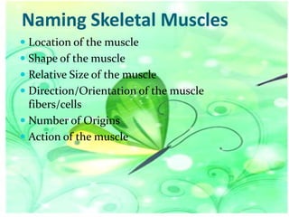 Naming Skeletal Muscles
 Location of the muscle
 Shape of the muscle

 Relative Size of the muscle
 Direction/Orientation of the muscle
fibers/cells
 Number of Origins
 Action of the muscle

 