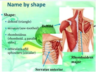 Name by shape
 Shape:
 deltoid (triangle)
 serratus (saw-toothed)

Deltoid

 rhomboideus

(rhomboid, 4 parallel
sides)
 orbicularis and

sphincters (circular)

Rhomboideus
major
Serratus anterior

 