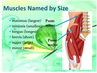 Muscles Named by Size
 maximus (largest)

Psoas
 minimis (smallest) minor
 longus (longest)
 brevis (short)
Psoas
 major (large)
major
 minor (small)

 