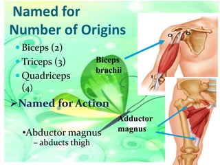 Named for
Number of Origins
 Biceps (2)

 Triceps (3)
 Quadriceps

Biceps
brachii

(4)

Named for Action
•Abductor magnus
– abducts thigh

Adductor
magnus

 