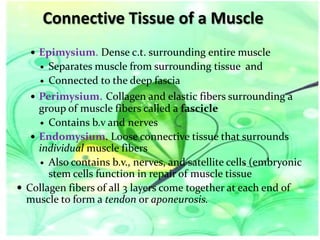 Connective Tissue of a Muscle
 Epimysium. Dense c.t. surrounding entire muscle

Separates muscle from surrounding tissue and
 Connected to the deep fascia
 Perimysium. Collagen and elastic fibers surrounding a
group of muscle fibers called a fascicle
 Contains b.v and nerves
 Endomysium. Loose connective tissue that surrounds
individual muscle fibers
 Also contains b.v., nerves, and satellite cells (embryonic
stem cells function in repair of muscle tissue
 Collagen fibers of all 3 layers come together at each end of
muscle to form a tendon or aponeurosis.


 