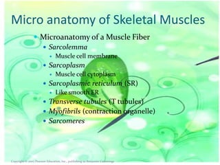 Micro anatomy of Skeletal Muscles
 Microanatomy of a Muscle Fiber
 Sarcolemma


Muscle cell membrane

 Sarcoplasm
 Muscle cell cytoplasm
 Sarcoplasmic reticulum (SR)
 Like smooth ER
 Transverse tubules (T tubules)
 Myofibrils (contraction organelle)
 Sarcomeres

Copyright © 2007 Pearson Education, Inc., publishing as Benjamin Cummings

 