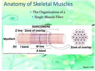 Anatomy of Skeletal Muscles
 The Organization of a
 Single Muscle Fiber

Figure 7-2(b)

 