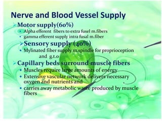 Nerve and Blood Vessel Supply
Motor supply(60%)
 Alpha efferent fibers to extra fusel m.fibers
 gamma efferent supply intra fusal m.fiber

Sensory supply (40%)
 Mylinated fiber supply m.spindle for proprioception

and g.t.o

Capillary beds surround muscle fibers
 Muscles require large amounts of energy
 Extensive vascular network delivers necessary

oxygen and nutrients and
 carries away metabolic waste produced by muscle
fibers

 