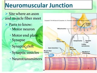 Neuromuscular Junction
 Site where an axon
and muscle fiber meet

Copyright © The McGraw-Hill Companies, Inc. Permission required for reproduction or display.

 Parts to know:
• Motor neuron

Synaptic
vesicles
Mitochondria

• Motor end plate
• Synapse

Motor
neuron axon

Synaptic
cleft

Folded
sarcolemma

• Synaptic cleft
• Synaptic vesicles

Acetylcholine

Axon branches
Muscle fiber
nucleus

Motor
end plate
Myofibril of
muscle fiber

• Neurotransmitters
9
(a)

36

 
