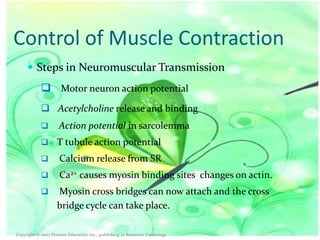 Control of Muscle Contraction
 Steps in Neuromuscular Transmission

 Motor neuron action potential
 Acetylcholine release and binding


Action potential in sarcolemma



T tubule action potential



Calcium release from SR



Ca2+ causes myosin binding sites changes on actin.



Myosin cross bridges can now attach and the cross
bridge cycle can take place.

Copyright © 2007 Pearson Education, Inc., publishing as Benjamin Cummings

 