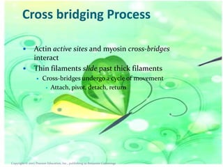 Cross bridging Process



Actin active sites and myosin cross-bridges
interact
Thin filaments slide past thick filaments


Cross-bridges undergo a cycle of movement
 Attach, pivot, detach, return

Copyright © 2007 Pearson Education, Inc., publishing as Benjamin Cummings

 