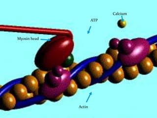 Calcium
ATP

Myosin head

Actin
11/3/2013

Jipmer Physiologist

40

 