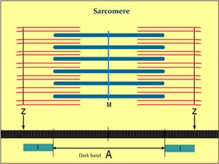 Sarcomere

11/3/2013

Dark band

Jipmer Physiologist

41

 