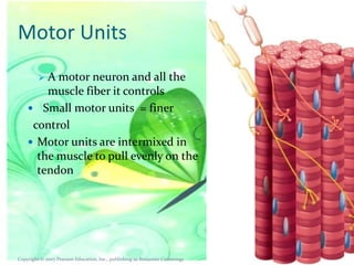 Motor Units
A motor neuron and all the
muscle fiber it controls
 Small motor units = finer
control
 Motor units are intermixed in
the muscle to pull evenly on the
tendon


Copyright © 2007 Pearson Education, Inc., publishing as Benjamin Cummings

 