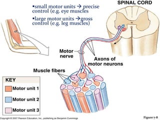small motor units  precise
control (e.g. eye muscles
large motor units gross
 Motor Units
control (e.g. leg muscles)

Figure 7-8

 