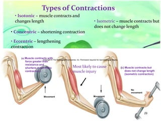 Types of Contractions
• Isotonic – muscle contracts and
changes length

• Isometric – muscle contracts but
does not change length

• Concentric – shortening contraction

• Eccentric – lengthening
contraction
(a) Muscle

contracts with
Copyright © The McGraw-Hill Companies, Inc. Permission required for reproduction or display.
force greater than
resistance and
Most likely to cause
shortens (concentric
contraction)
muscle injury

(c) Muscle contracts but
does not change length
(isometric contraction)

No
movement
Movement

Movement

29
44

 