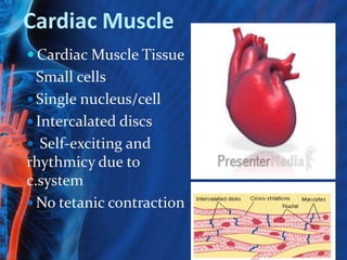 Cardiac Muscle
 Cardiac Muscle Tissue
 Small cells

 Single nucleus/cell
 Intercalated discs
 Self-exciting and

rhythmicy due to
c.system
 No tetanic contraction

 