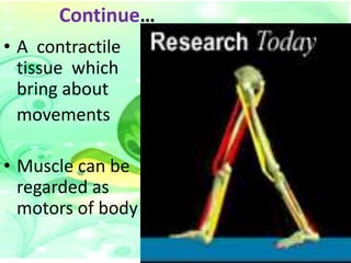Continue…
• A contractile
tissue which
bring about
movements
• Muscle can be
regarded as
motors of body

 