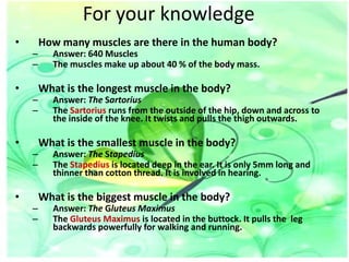 For your knowledge
•

•

•

•

–
–

–
–

–
–

–
–

How many muscles are there in the human body?
Answer: 640 Muscles
The muscles make up about 40 % of the body mass.

What is the longest muscle in the body?
Answer: The Sartorius
The Sartorius runs from the outside of the hip, down and across to
the inside of the knee. It twists and pulls the thigh outwards.

What is the smallest muscle in the body?
Answer: The Stapedius
The Stapedius is located deep in the ear. It is only 5mm long and
thinner than cotton thread. It is involved in hearing.

What is the biggest muscle in the body?
Answer: The Gluteus Maximus
The Gluteus Maximus is located in the buttock. It pulls the leg
backwards powerfully for walking and running.

 