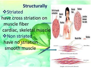 Structurally
Striated
have cross striation on
muscle fiber
cardiac, skeletal muscle
Non striated
have no striation
smooth muscle

 