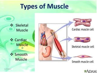 Types of Muscle
 Skeletal
Muscle
 Cardiac
Muscle
 Smooth
Muscle
11/3/2013

9

 