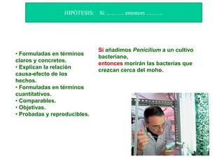 • Formuladas en términos
claros y concretos.
• Explican la relación
causa-efecto de los
hechos.
• Formuladas en términos
cuantitativos.
• Comparables.
• Objetivas.
• Probadas y reproducibles.
Si añadimos Penicilium a un cultivo
bacteriano,
entonces morirán las bacterias que
crezcan cerca del moho.
HIPÓTESIS: Si ………. entonces ………
 