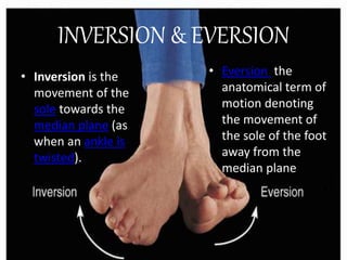 fundamental movement of joint - Kinesiology | PPTX