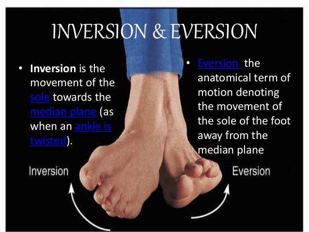 fundamental movement of joint - Kinesiology