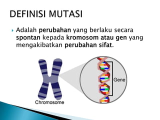    Adalah perubahan yang berlaku secara
    spontan kepada kromosom atau gen yang
    mengakibatkan perubahan sifat.
 
