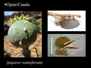 Opiat/Candu
(papaver somniferum)
 