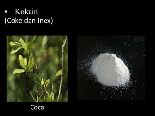  Kokain
(Coke dan Inex)
Coca