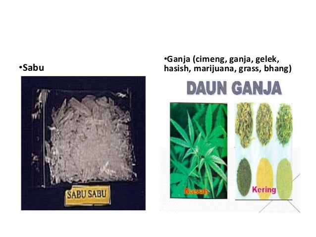 Napza Dan Free Sex