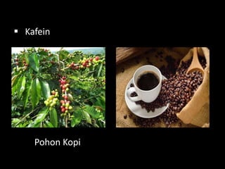  Kafein
Pohon Kopi
 